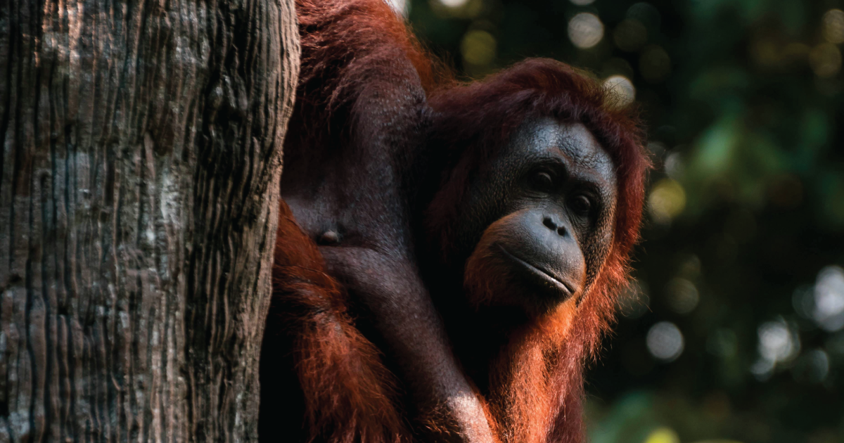 WWF case study feature